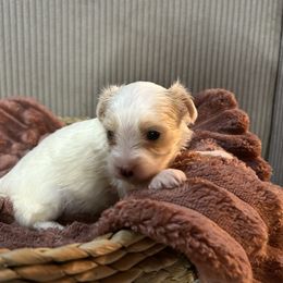 Gorgeous Blonde Parti ( Golddust) Female Yorkie - Parti female Yorkshire Terrier puppy in Benson, Arizona from Happy Tails Yorkies