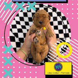 POG - Red  female Goldendoodle puppy in Garland, Texas from Twilight Doodles
