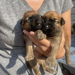 Australian Shepherd and Soft Coated Wheaten Terrier Puppies from BellSharps Australian Shepherds