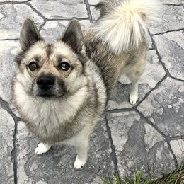 Sif - Pomsky