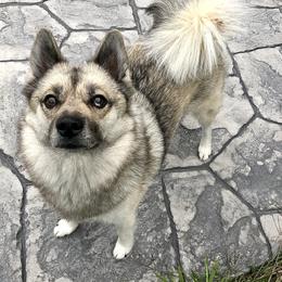 Sif - Pomsky