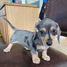 Bonnie - Dapple female Dachshund puppy in Buckeye, Arizona from AZ Dachshund Proud