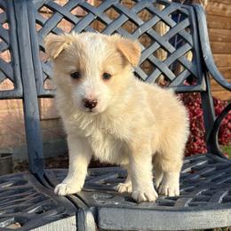 Mochi - White and gold female Border Collie puppy in Mckinney, Texas from Border Collies of Ruidoso