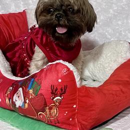 Sangria - Shih Tzu