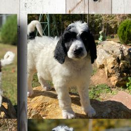 Poodles from Alpine Acres Poodles