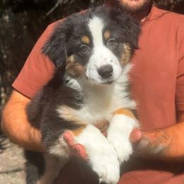 Grace - Black tri-color female Australian Shepherd puppy in Belton, Texas from Brilliant Beautiful Australian Shepherds