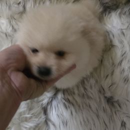Boy 2 - Cream male Pomeranian puppy in Lebanon, Indiana from Duran's Huskies and Pomeranians