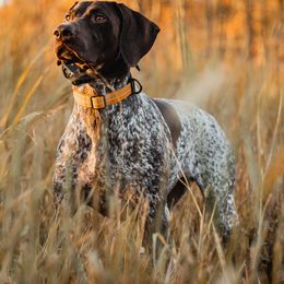 German Shorthaired Pointers from Locked On-Point German Shorthaired Pointers
