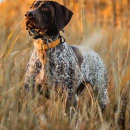 German Shorthaired Pointers from Locked On-Point German Shorthaired Pointers