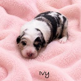 Ivy - Blue merle female Australian Shepherd puppy in Howardsville, Virginia from Spectacular Aussies and Cavaliers