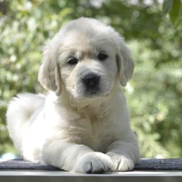 "Salandatterra New Fashion Style, “Rowan”" Golden Retriever Puppies from Huckaby’s English Golden Retrievers