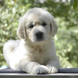 "Salandatterra New Fashion Style, “Rowan”" Golden Retriever Puppies from Huckaby’s English Golden Retrievers