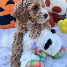 Aussiedoodle and Cavapoo Puppies from Pawsome Aussie Doodles and Oodles