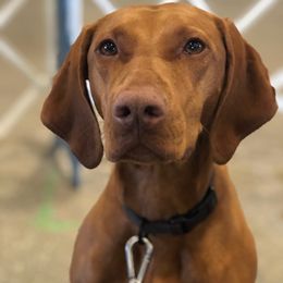 Sissy - Vizsla