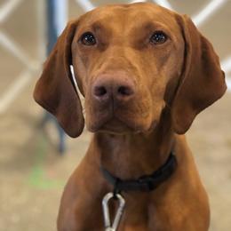 Sissy - Vizsla