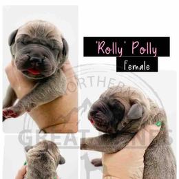 Rollypolly - Fawn female Great Dane puppy in Sac City, Iowa from Northern Great Danes of Colorado & Iowa
