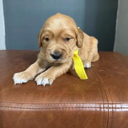 Golden Retriever Female- Yellow - Golden female Golden Retriever puppy in Piedmont, South Carolina from The Farm at Saluda Ridge