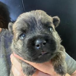 Posie - Red brindle female Cairn Terrier puppy in Bigfork, Minnesota from Dachshunds Up North