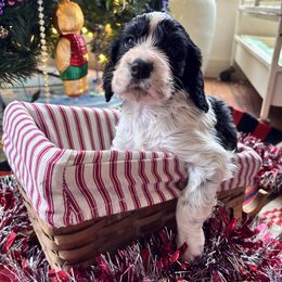 Laurence - Black and white male English Springer Spaniel puppy in Huntingdon, Pennsylvania from Indian Creek Springers and Doxies
