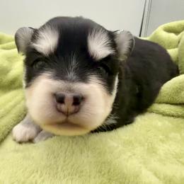 Cory - Black and white male Pomsky puppy in Auburn, Washington from Periwinkle Pomskies