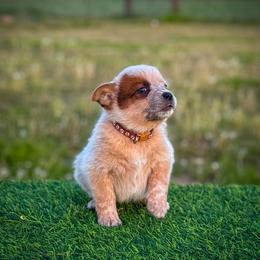 Brown collar - Red speckled male Australian Cattle Dog puppy in Spokane, Washington from 4D Cattle Dogs