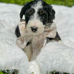 Aussiedoodle and Bernedoodle Puppies from Magnolia Grove Farms