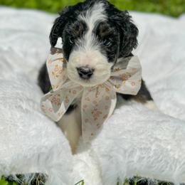 Aussiedoodle and Bernedoodle Puppies from Magnolia Grove Farms