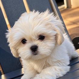 Ella - White female Shih Tzu puppy in Covington, Georgia from Top Hats 2  Shih Tzu’s