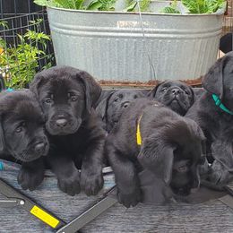 Labrador Retriever Puppies from Labs4Ever Labradors