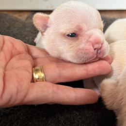 Boogie - Cream male French Bulldog puppy in Elmore City, Oklahoma from OK America Kennels
