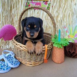 Rottweiler Puppies from C & J Rottweilers