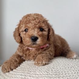 Poodle Puppies from Bruno & Co. Puppies