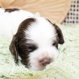 Remy - Brown and white female Cockapoo puppy in Rattan, Oklahoma from Double M Cocker Spaniels