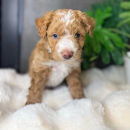 Mr. Black - Apricot male Aussiedoodle puppy in San Antonio, Texas from Lovable Doodles SA