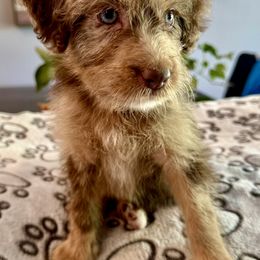 Ruger - Merle female Labradoodle puppy in Kingston, Georgia from CC Familydoodles