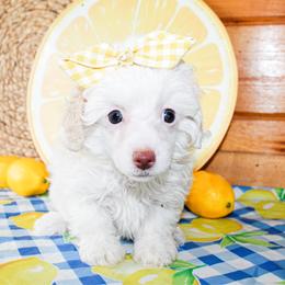 Tiny Tina - White female Poodle puppy in Hugo, Oklahoma from Ann R.