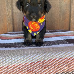 Tide - Black tri-color female Aussiedoodle puppy in Eastland, Texas from H5 Mini Doodles