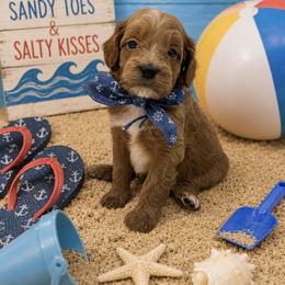 Red bow - Red male Cavapoo puppy in Waskom, Texas from Pearls & Curls doodles & poodles