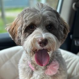 Lemmy - Australian Labradoodle