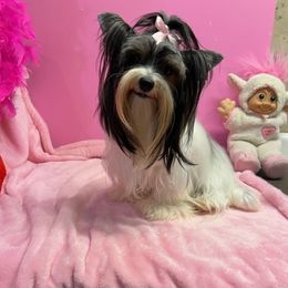 Presley - Biewer Terrier