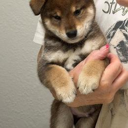 Puppy Boy - Sesame male Shiba Inu puppy in Muskogee, Oklahoma from K-Bar Shibas