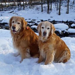 Golden Retriever All Grown Up from Gladys Berlin's Golden Retrievers