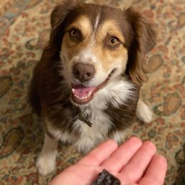 Anna - Australian Shepherd