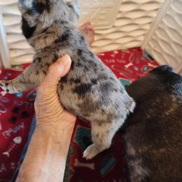 Pebbles - Blue female French Bulldog puppy in Goshen, Ohio from Washburns bostons