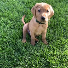 Labrador Retriever Puppies from TNT Elite Labradors