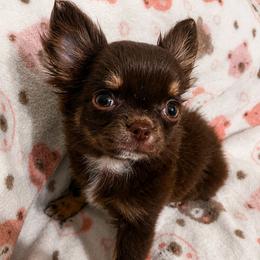 Chihuahua Puppies from Sugar Cookie Chihuahuas