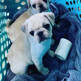 Pug Puppies from Pug Perfection Puppies