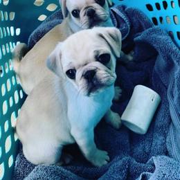 Pug Puppies from Pug Perfection Puppies