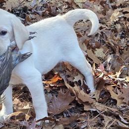 German Shepherds and Labrador Retrievers from Ryanhaus Kennel