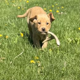 Labrador Retriever Puppies from Ozatonka British Labs